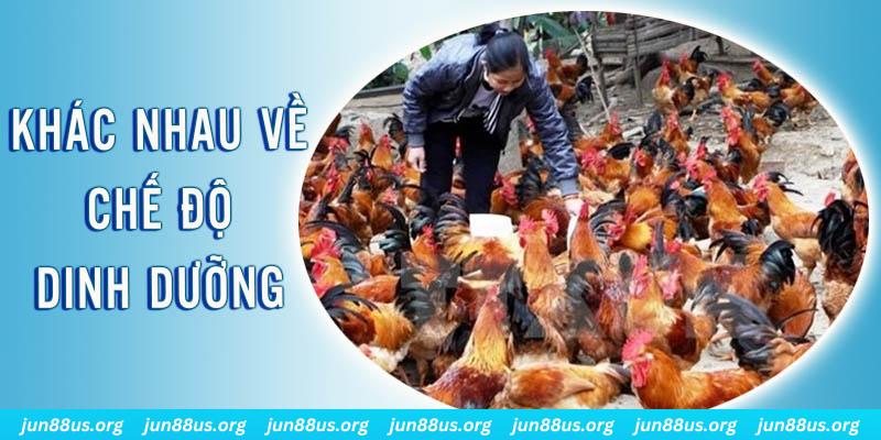 jili slot Đại Chiến Đỏ Đen